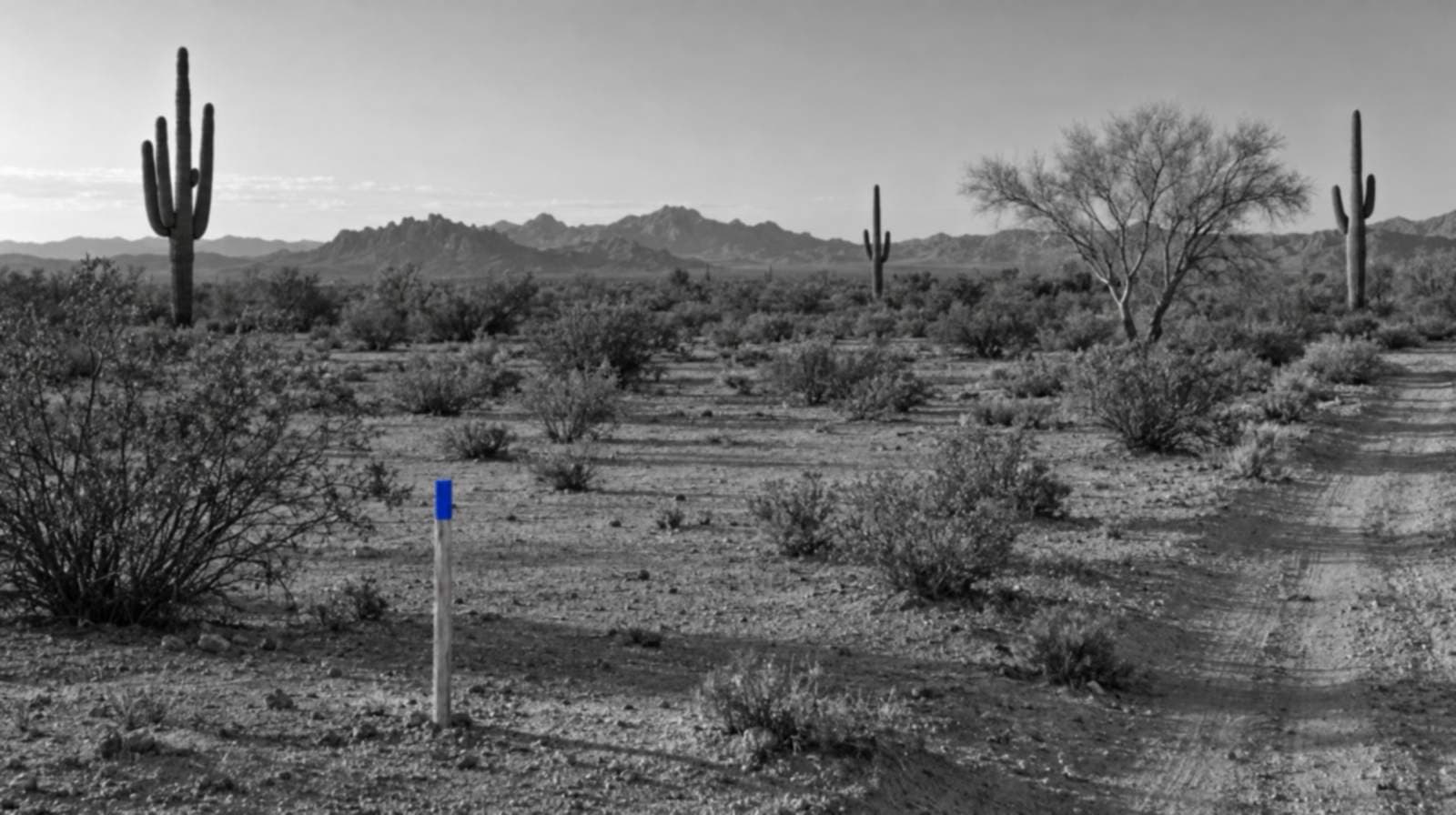 Black-and-white photo of an empty Sonoran Desert lot in Pinal County with saguaros, creosote bushes, a palo verde tree, distant mountains and one blue survey stake.